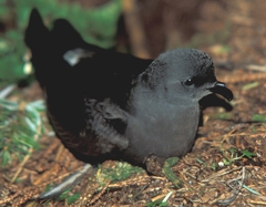 Leach's Storm-Petrel Leach's Storm-Petrel